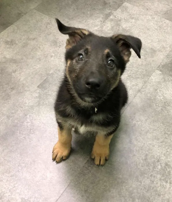 Happy Tails Animal Hospital 12