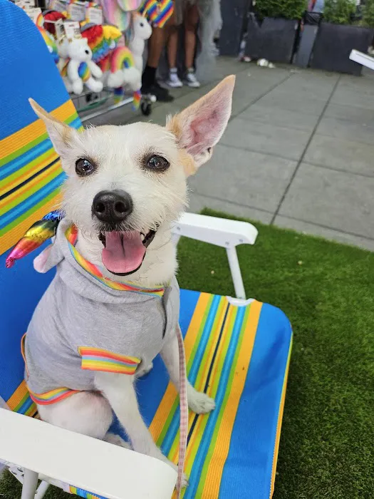 Happy Tails Animal Hospital 12