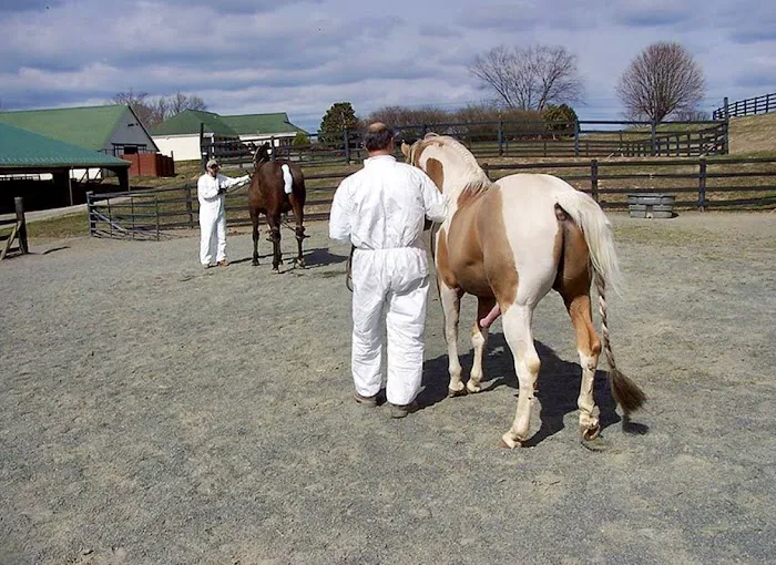 Equine Reproduction Concepts 12