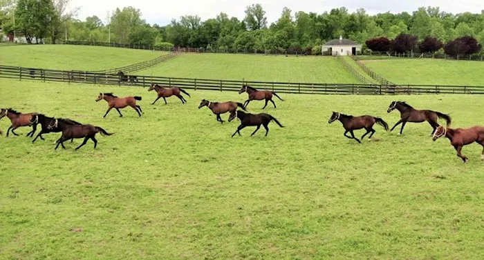Equine Reproduction Concepts 12