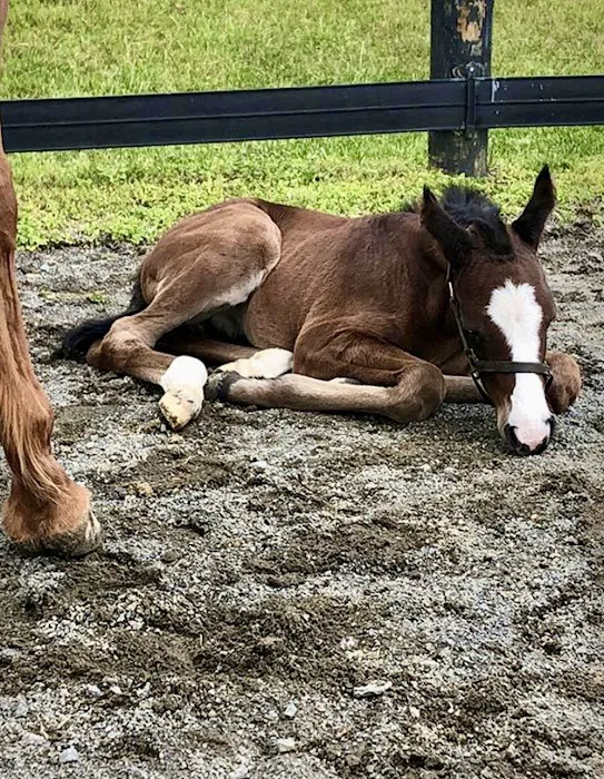 Equine Reproduction Concepts 12