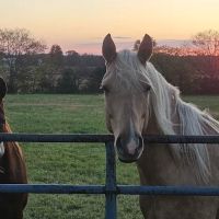 White Oak Veterinary Service ico