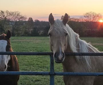 White Oak Veterinary Service