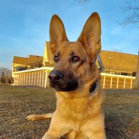 Paradocs Animal Hospital ico