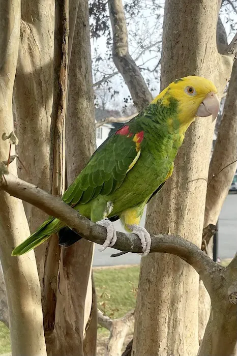 Paradocs Animal Hospital 5