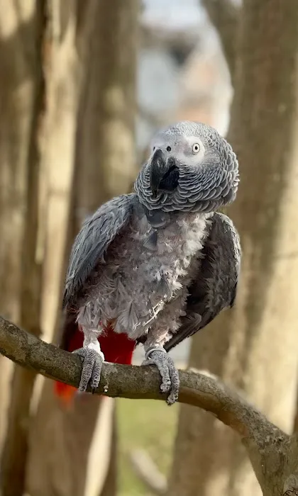 Paradocs Animal Hospital 3