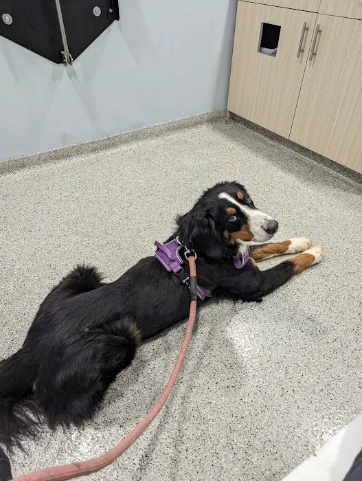 Paradocs Animal Hospital 9