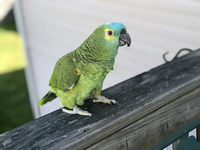 Paradocs Animal Hospital 4