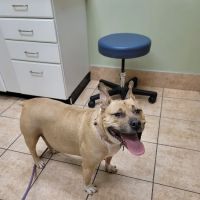 Lakewood Animal Hospital ico