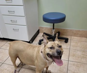 Lakewood Animal Hospital