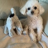 Locust Grove Veterinary Clinic ico