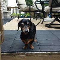 Hartwood Animal Hospital ico