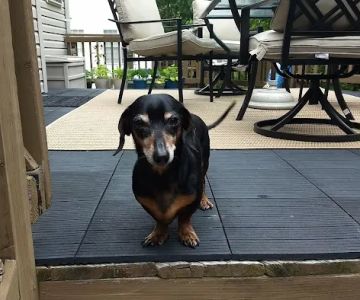 Hartwood Animal Hospital