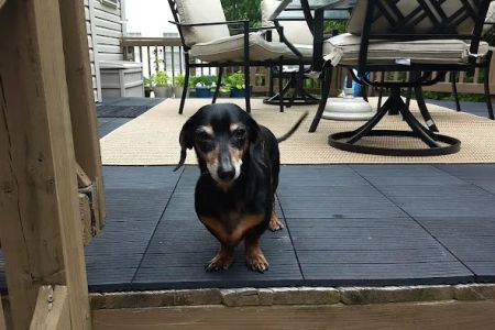 Hartwood Animal Hospital