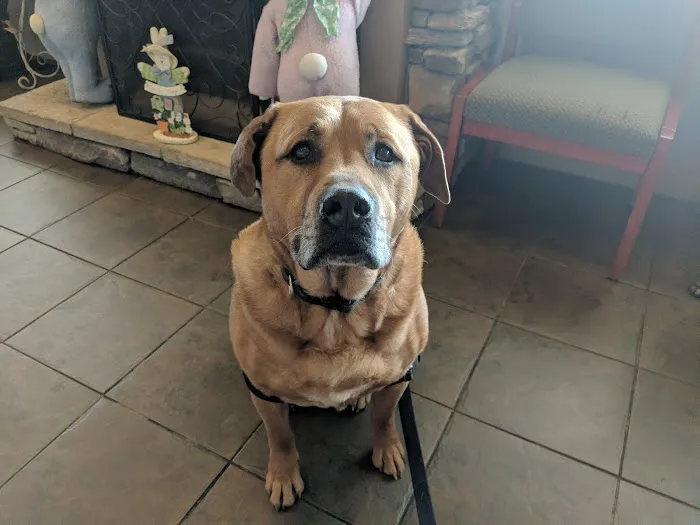 Hartwood Animal Hospital 12