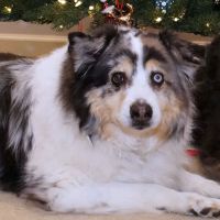 England Run Veterinary Clinic ico