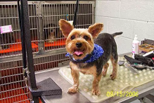 Culpeper Animal Hospital 12
