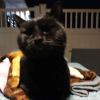 Culpeper Animal Hospital ico