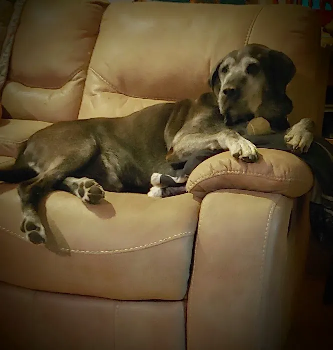Blue Ridge Animal Hospital 7