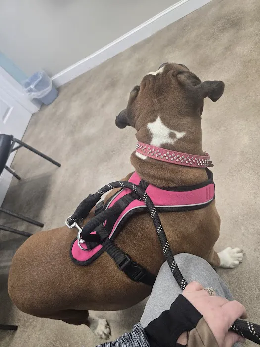 Blue Ridge Animal Hospital 4