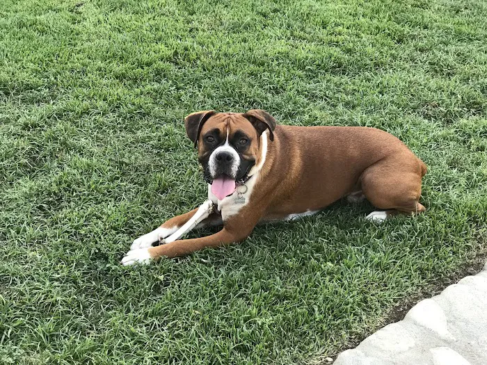 Blue Ridge Animal Hospital 10