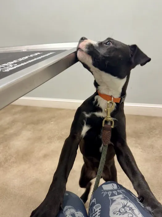 Blue Ridge Animal Hospital 5