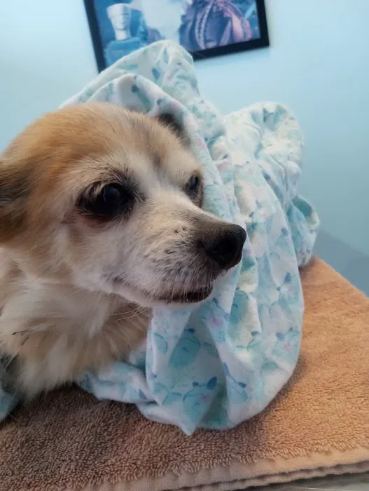 Loving Touch Animal Hospital 12