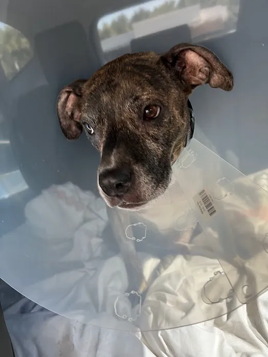 Loving Touch Animal Hospital 12