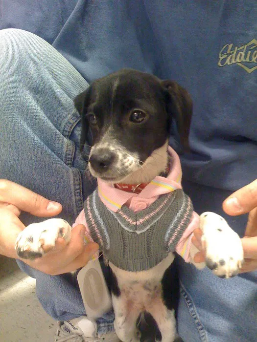 Loving Touch Animal Hospital 12