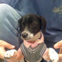 Loving Touch Animal Hospital ico
