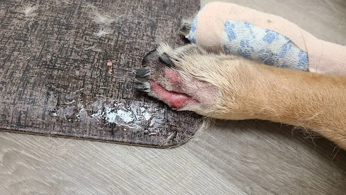 Hope Animal Hospital 12