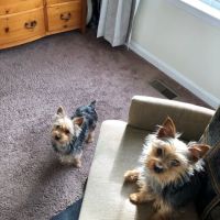 Hope Animal Hospital ico