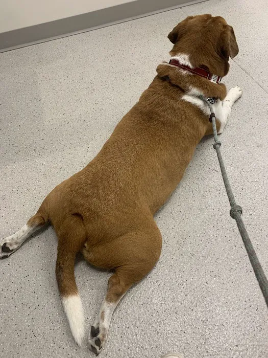 Virginia Veterinary Centers - Fredericksburg 12