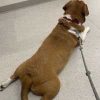 Virginia Veterinary Centers - Fredericksburg ico