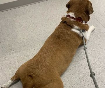Virginia Veterinary Centers - Fredericksburg