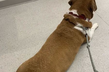 Virginia Veterinary Centers - Fredericksburg