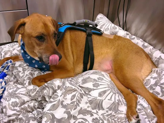 Virginia Veterinary Centers - Fredericksburg 12