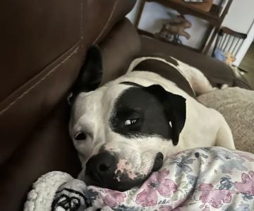 Banfield Pet Hospital
