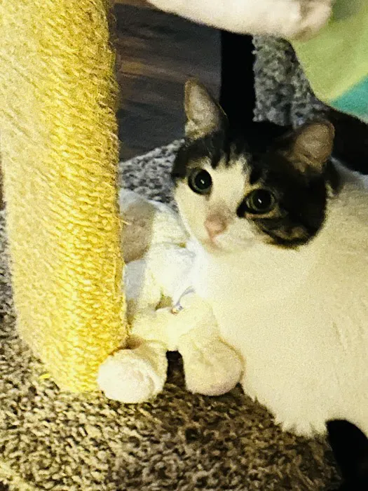 Banfield Pet Hospital 5