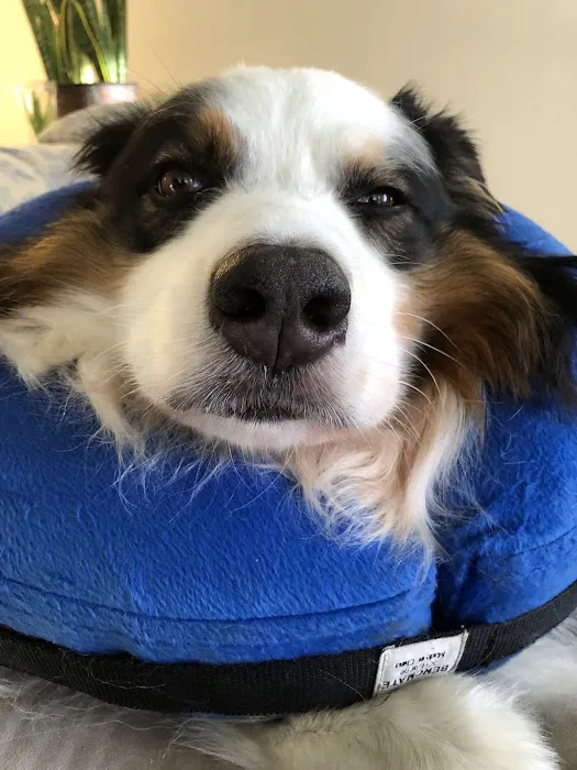 Banfield Pet Hospital 2