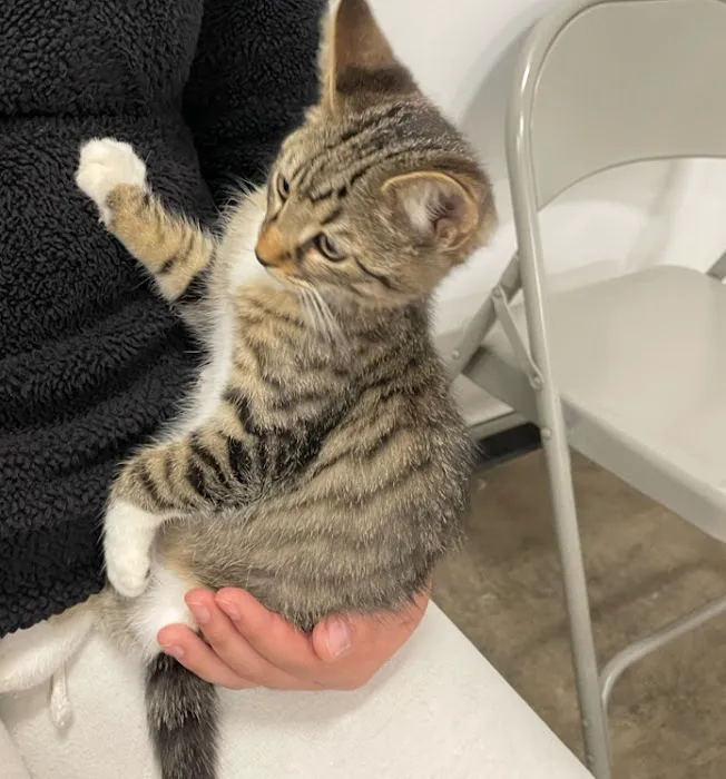 PetVet Vaccination Clinic 4