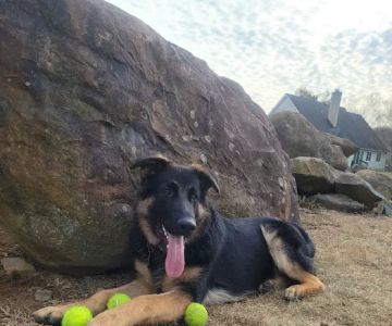 Hoof & Paw Veterinary Services