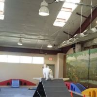 Blue Ridge Veterinary Associates ico