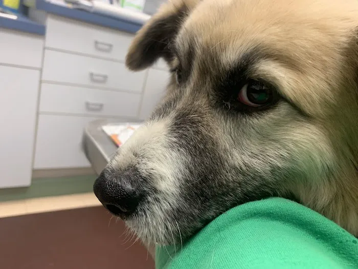 Blue Ridge Veterinary Associates 3