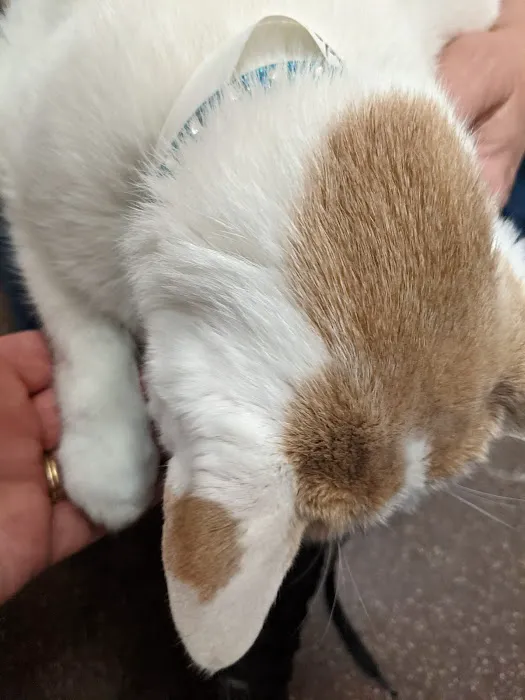 Blue Ridge Veterinary Associates 8