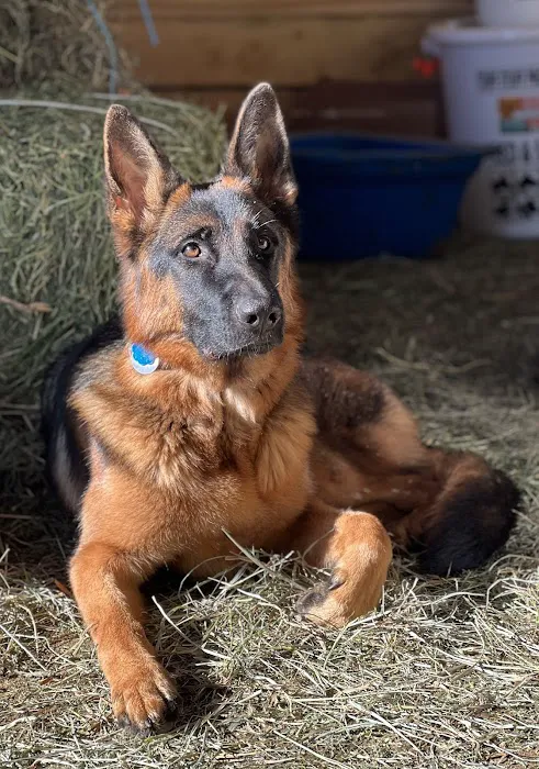 Loudoun Veterinary Service, Inc 4