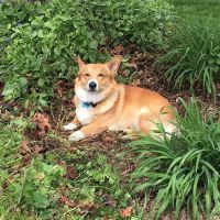 Loudoun Veterinary Service, Inc ico