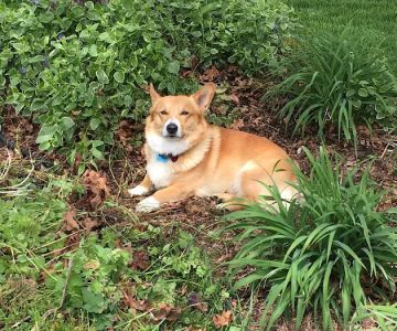 Loudoun Veterinary Service, Inc