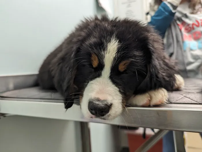 Loudoun Veterinary Service, Inc 6