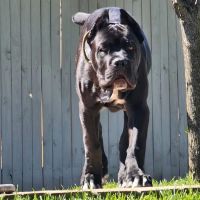 North Oatlands Animal Hospital ico